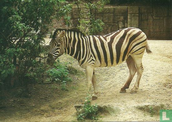 Bos - Zebra  - Afbeelding 1