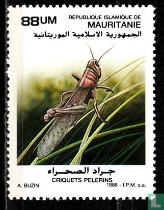 Insectes