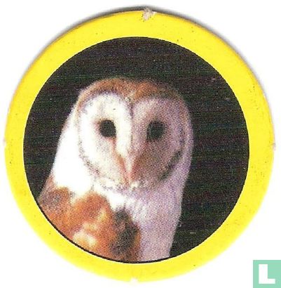Owl - Image 1