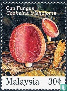 Native Mushrooms   