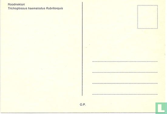 Roodneklori - Image 2