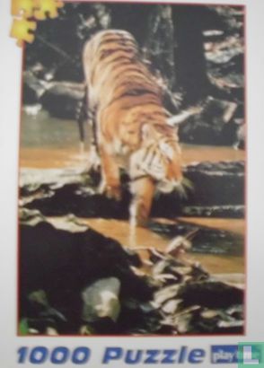 Bengal Tiger, India 