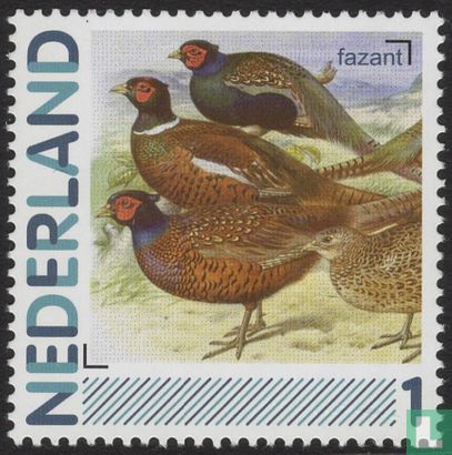 Birds-Pheasant