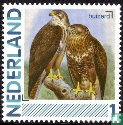 Birds-Common Buzzard