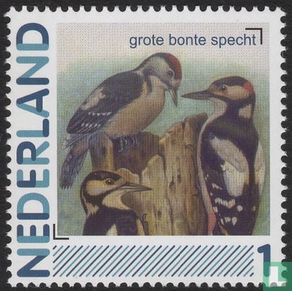 Birds-Great Spotted Woodpecker