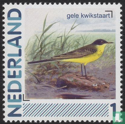 Birds-Yellow Wagtail