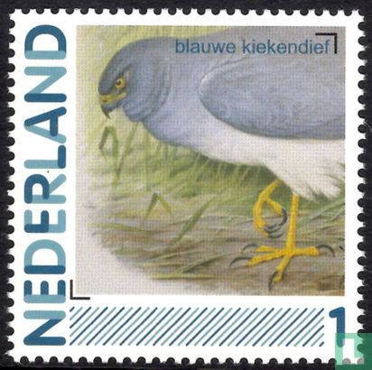 Birds-Northern Harrier