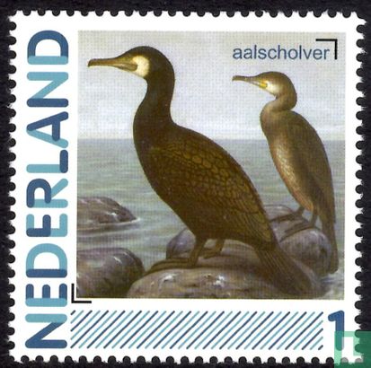 Birds-Great Cormorant