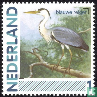 Birds-Grey Heron
