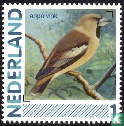 Birds-Hawfinch