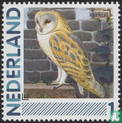 Birds-Barn Owl