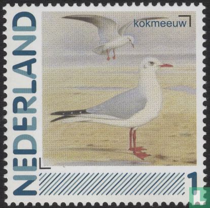 Birds-Black-Headed Gull