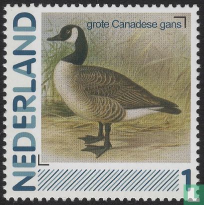 Birds-Canada Goose