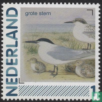 Birds-Sandwich Tern