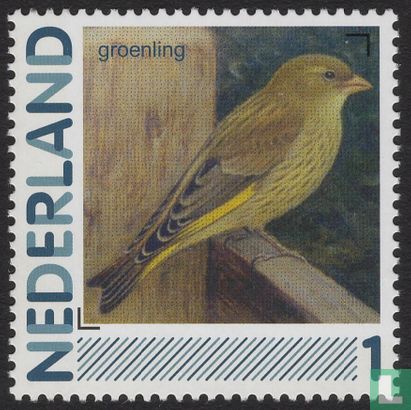 Birds-Greenfinch