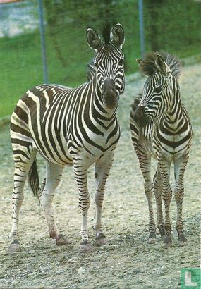 Zebra met jong (4134)  - Afbeelding 1