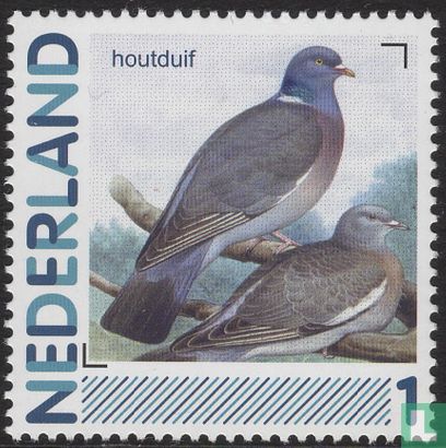 Birds-Wood Pigeon