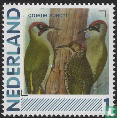 Birds-Green Woodpecker