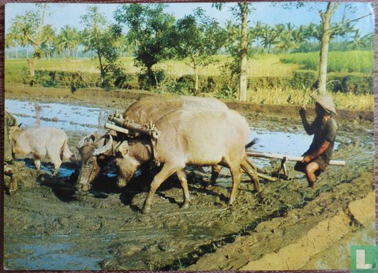 Ploughing Ricefields  (Omploegen Rijstveld)  Membadjak Disawah
