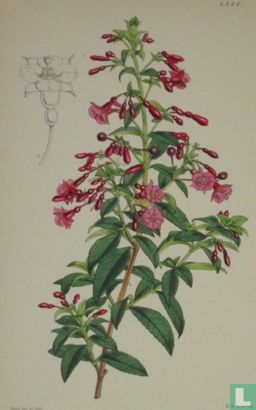 Botanische prent litho Fuchsia - Image 1