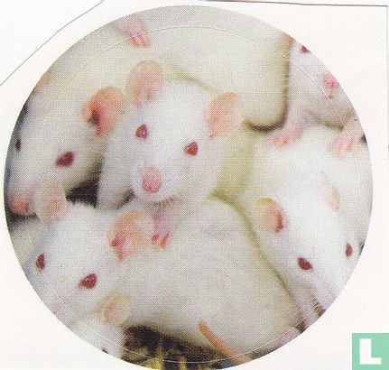 Witte muizen