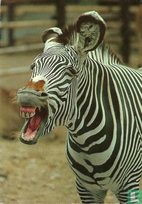 Grevy Zebra (900/29)