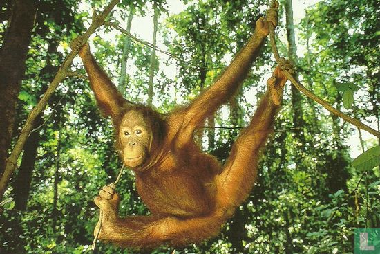 WWF - Orang Oetan - Afbeelding 1
