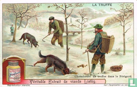 Chercheurs de truffes dans le Périgord