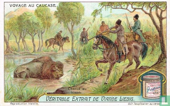 Chasse au bison