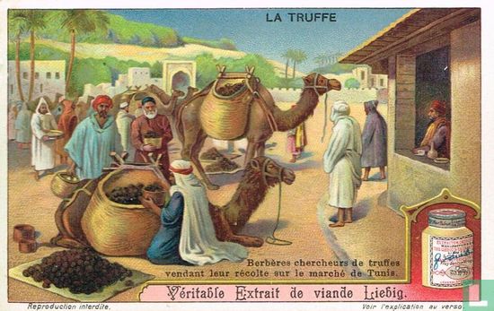 Berbères chercheurs de truffes vendant leur récolte sur le marché de Tunis