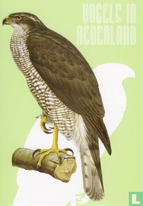 Havik - Accipiter gentilis - Roofvogel - Afbeelding 1