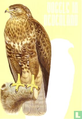 Buizerd - Buteo buteo - Roofvogel - Afbeelding 1
