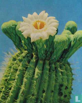 Bloeiende cactus - Afbeelding 1