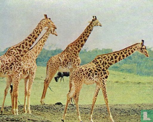 Giraffen. - Bild 1