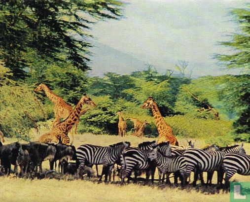 Zebra's en Giraffen - Afbeelding 1