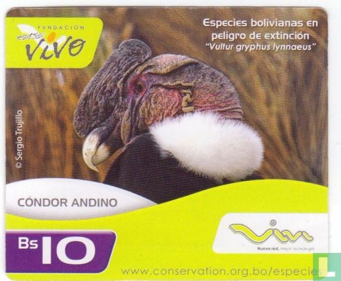 Condor Andino - Afbeelding 1