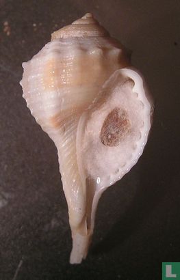 Ranularia oblita - Bild 1