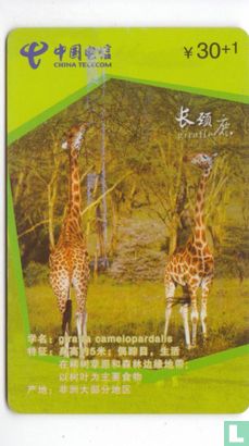 Giraf - Bild 1