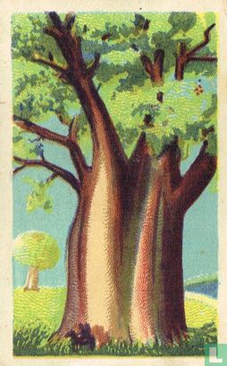 De dikste boom. De Afrikaansche Baobab heeft... - Afbeelding 1