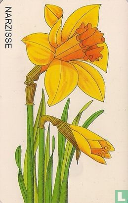 Die Narzisse - Image 2
