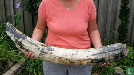 Grote Mammoet slagtand 104 cm lang 10.1 kilo - Image 1