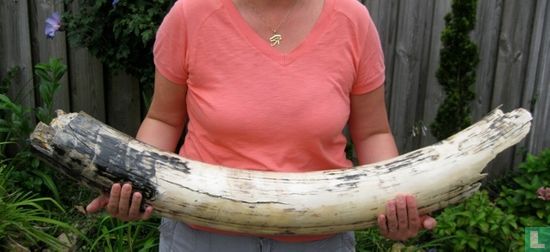 Grote Mammoet slagtand 104 cm lang 10.1 kilo - Image 2