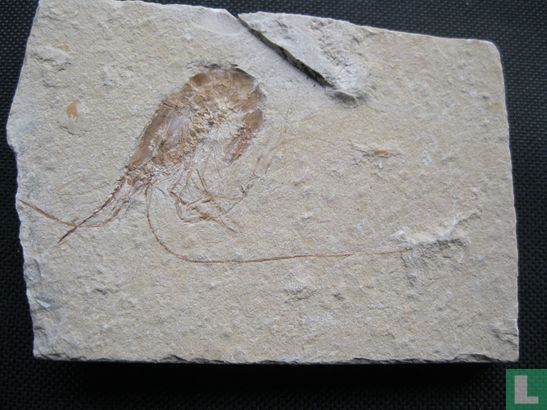 m153 Fossiele garnaal Carpopenaeus Libanon - Image 1