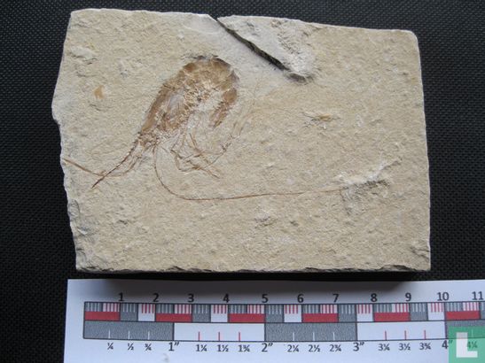 m153 Fossiele garnaal Carpopenaeus Libanon - Bild 2