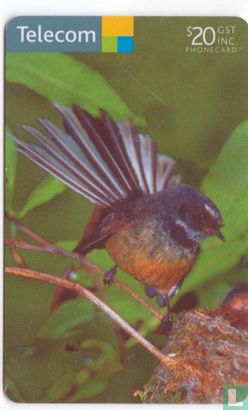 Bird Fantail - Afbeelding 1