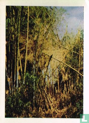 Bamboesriet - Image 1