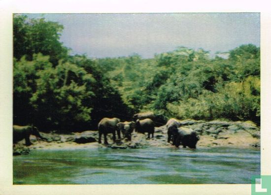 De olifanten nemen een bad - Image 1