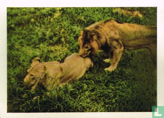 Leeuw en leeuwin - Image 1