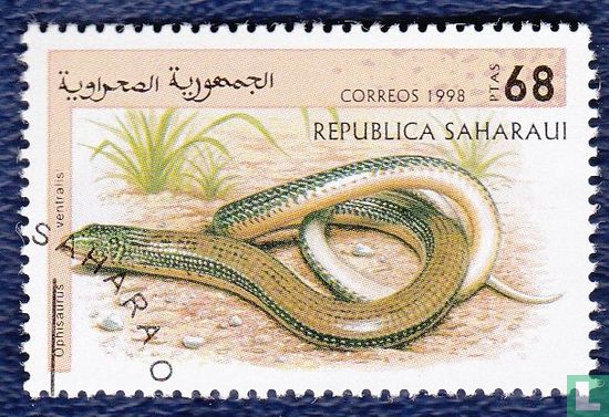 Saharaui,Republiek, reptielen  