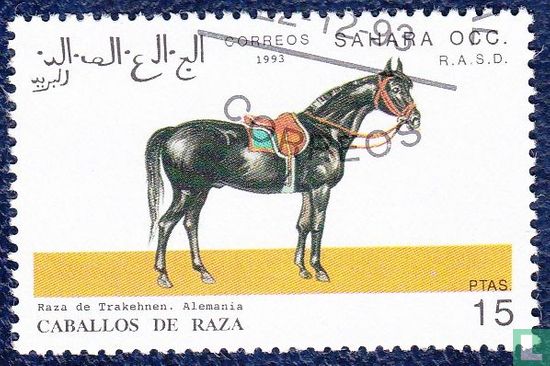 Sahara Aanw. paarden